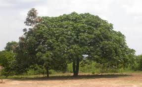 Image result for Musanga