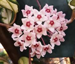 We did not find results for: Photo Of The Bloom Of Krimson Princess Hoya Hoya Carnosa Rubra Posted By Tabbycat Garden Org