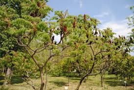 Gradina botanica din galati si alte parcuri din galati. Gradina Botanica Din Galati