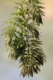 Image result for Ceratophyllum submersum