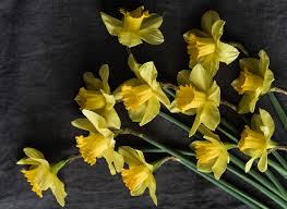 Here are only the best gray background wallpapers. Desktop Wallpapers Yellow Flower Daffodils Closeup Gray Background