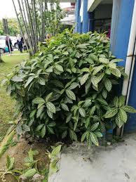 Image result for Sanchezia speciosa