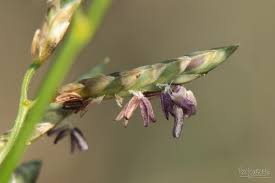 Image result for Eragrostis racemosa