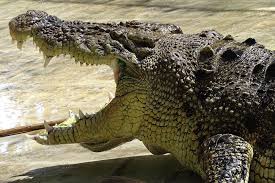Todays Large Crocodiles Were Created By Climate Change