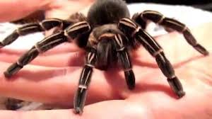 Check spelling or type a new query. Aphonoplma Seemanni Tarantula Handling Youtube