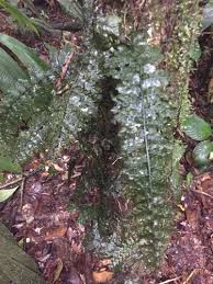 Image result for Vandenboschia