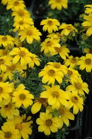 Image result for Bidens baumii