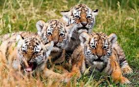 4 Tiger Cubs Animals Animal Tracks Siberian Tiger