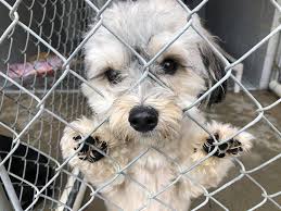 Adopt a pet at the oregon humane society in portland. Local Humane Society Helps Displaced Animals In Northern California Kobi Tv Nbc5 Koti Tv Nbc2