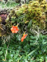 Image result for Polystachya kermesina