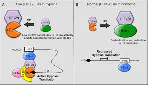 The hifs belong to a family of structurally related. Dead Box Protein Family Member Ddx28 Is A Negative Regulator Of Hif 2a And Eif4e2 Directed Hypoxic Translation Biorxiv