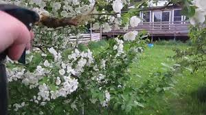 If you care about your trees, then it is important to get rid of gypsy moths as soon as you realize that there is a problem. How To Get Rid Of Tent Caterpillars Youtube