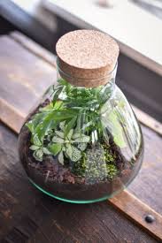 Diy Glazen Tuintje Glazen Tuin Fles Tuin Terrarium Planten