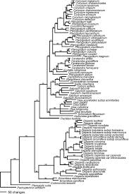 Image result for Disperis dicerochila