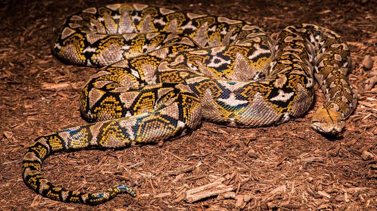 Florida Everglades: Man-eating pythons nearing plague proportions |  news.com.au &mdash; Australia's leading news site for latest headlines