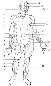 This is an antagonist muscle of the biceps and extends the elbow. 20 Blank Muscle Diagram Worksheet Worksheet From Home Muscle Diagram Human Anatomy And Physiology Muscle Anatomy