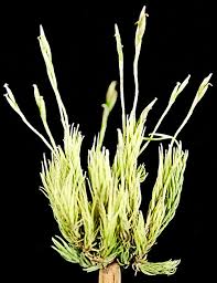 Image result for Asparagus minutiflorus