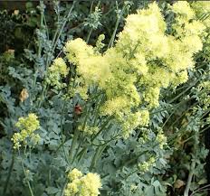 Image result for Thalictrum