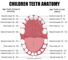 Pediatric Tooth Chart Klein Family Dental