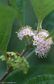 Image result for Callicarpa