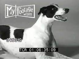 We did not find results for: Good Boy Black And White Greyhound Dog Youtube