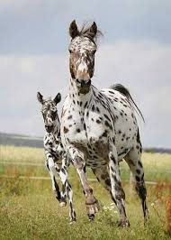 Black White And Brown Horses Beautiful Speckled White And Brown Horses Cavalos Lindos Cavalos Raros Cavalos Bonitos