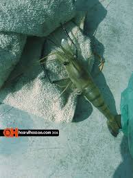 Mancing udang galah sungai pawan kaptenolengfishing23. Belajar Kesabaran Pemancing Udang Galah