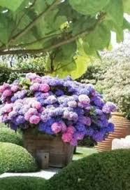 Prepare the new planting hole, dig out the root ball of the shrub and replant, giving it plenty of water. 33 Best Transplanting Hydrangeas Ideas Transplanting Hydrangeas Hydrangea Garden Hydrangea Potted