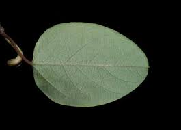 Image result for Helinus spartioides