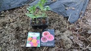 Plant giant zinnias anytime in late april through may on an overcast day or in the early evening hours. Planting Zinnias My Favorite Summer Annual Flowers Youtube