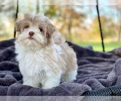 View Ad Havanese Puppy For Sale Near Texas Houston Usa Adn 163458