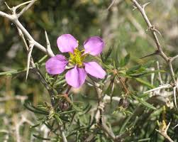 Image result for Fagonia