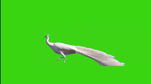 Stock video footage | 23,128 clips. White Peacock Green Screen Video Not Cooyright Free To Use Youtube