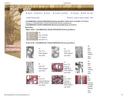 Image result for Berlinia grandiflora