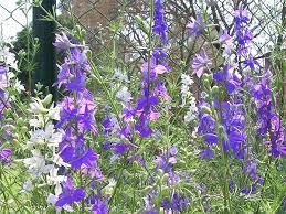 Consolida Ajacis Larkspur