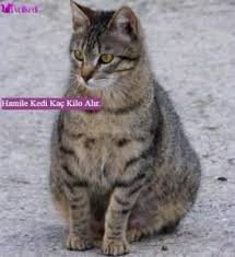 hamile kedi kac kilo alir kedi evcil hayvanlar kedi ci k