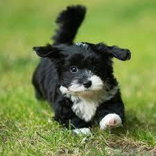 Beautiful tiny toy havanese puppies for sale from reputable breeders. 1 Havanese Puppies For Sale In Orlando Fl Uptown