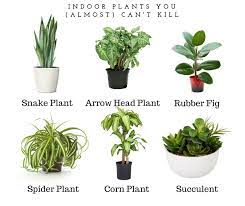 Check spelling or type a new query. The Best Indoor Plants For Lazy People The Green Hub