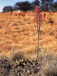Image result for Aloe welwitschii