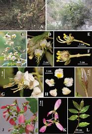 Image result for Flabellariopsis acuminata