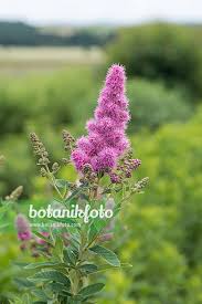 Image result for Spiraea billardii