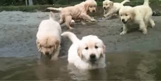 Older golden retrievers are mature, and prove to be great in homes where they need to spend a quality amount of time by themselves. These 7 Week Old Golden Retriever Puppies Take A Dip For The Very First Time