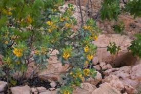 Image result for Ferraria glutinosa