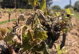 .arbre fruitier en pot : Degats De Gel Dans L Herault Les Temperatures Etaient Trop Froides Reussir Fruits Legumes Fld
