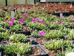 Wittgensteiner Staudengartnerei In Bad Berleburg Arfeld Pflanzen Fur Den Steingarten Steingarten Gartnerei Staudengarten