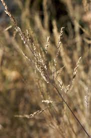 Image result for Poa schimperiana