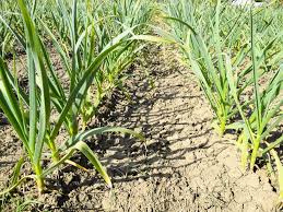When is garlic usually harvested in ontario (i know we're a big province so it could vary a lot)? How To Grow Garlic Plant Care Tips Horticulture Co Uk