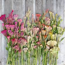 Celosia Supercrest Mix Flower Farm Slow Flower Sustainable Flowers