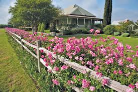 How to choose from wrought iron, wooden, picket, vinyl, or a growing hedge for vegetable garden fencing. Rc Sep14 Old Blush Split Rail Fence Neil Sperry S Gardens