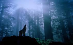 Tons of awesome wolf wallpapers 1920x1080 to download for free. Wolf Wallpapers Top Free Wolf Backgrounds Wallpaperaccess